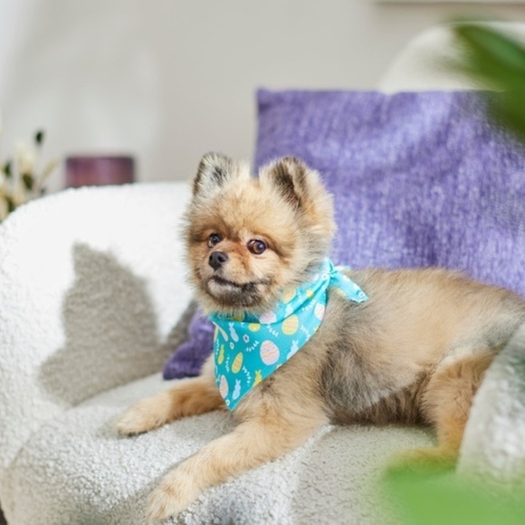Spring Dog Bandana 🐣 - Picture 12 of 12
